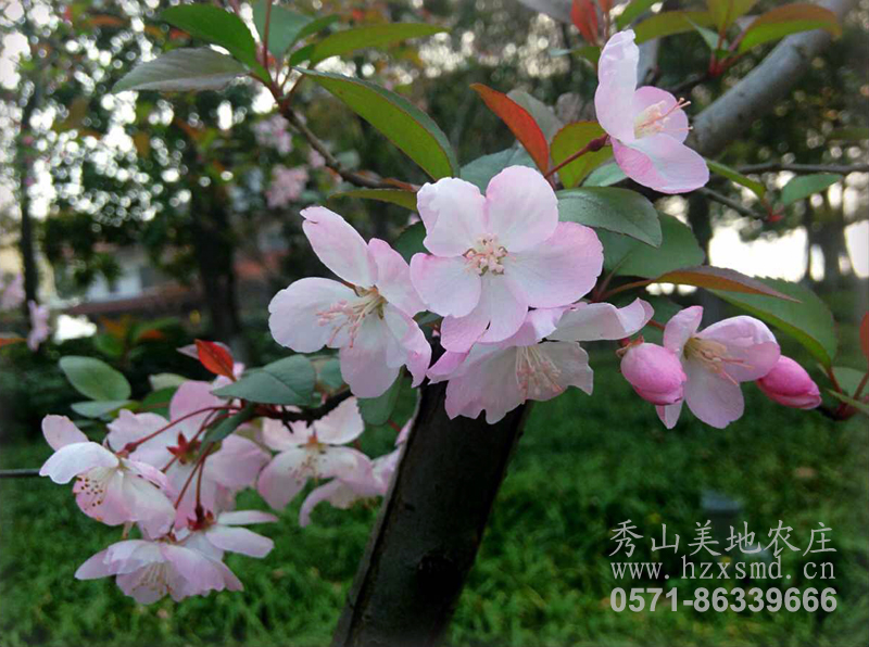 圖1:秀山美地 花兒盛開(kāi) 圖1:秀山美地 花兒盛開(kāi)